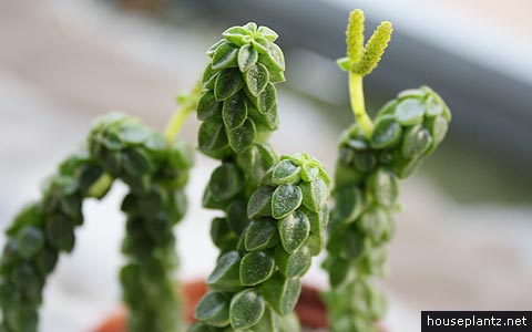 peperomia columella