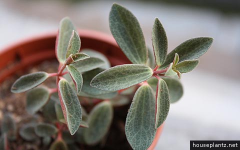 peperomia rubella