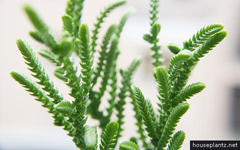 Rattail Crassula