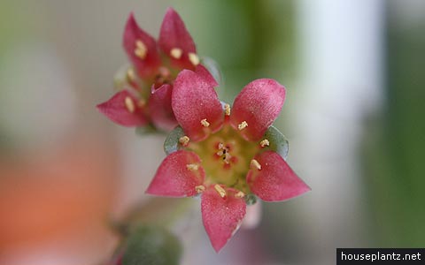 Pachyphytum bracteosum