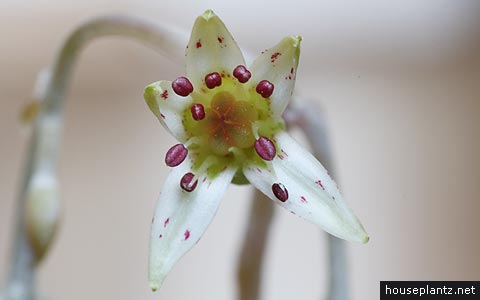 Graptopetalum paraguayense