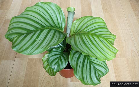 calathea orbifolia