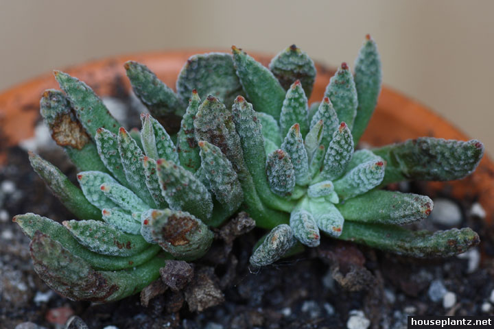 crassula ausensis leaves