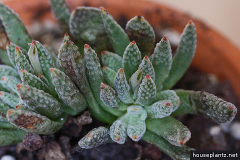 crassula ausensis - houseplants