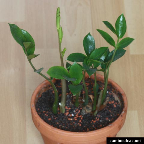 zamioculcas zamiifolia