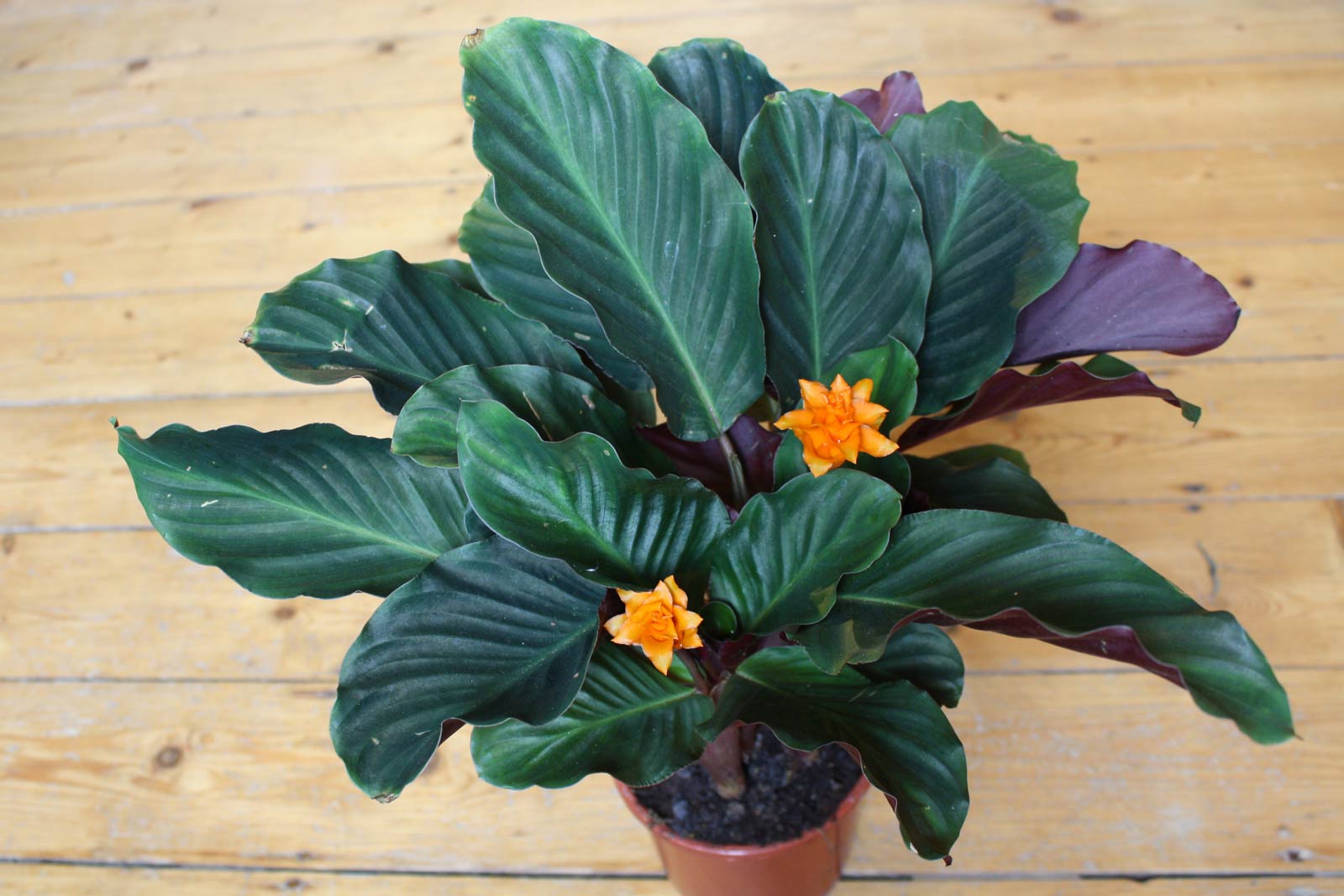 Calathea crocata