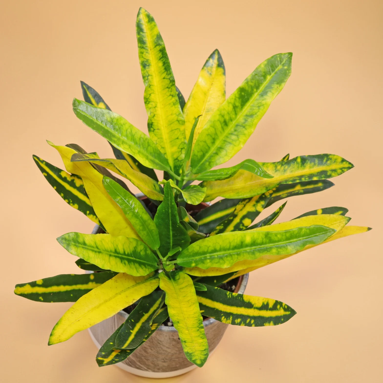 Codiaeum variegatum Sunny Star