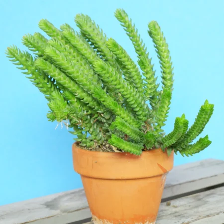 Crassula muscosa